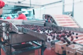 fruit on production line 